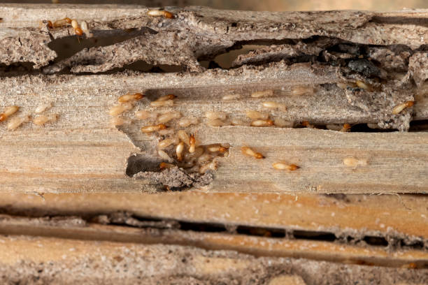 Bird Control in Egan, LA